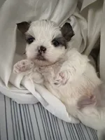 Jedy, a male Shih Tzu for sale in Lawrenceville, GA – 1 of 6