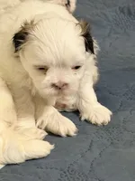 Tito, a male Shih Tzu for sale in Lawrenceville, GA – 2 of 5