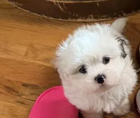 Linda, a female Shih Tzu for sale in Lawrenceville, GA – 3 of 10