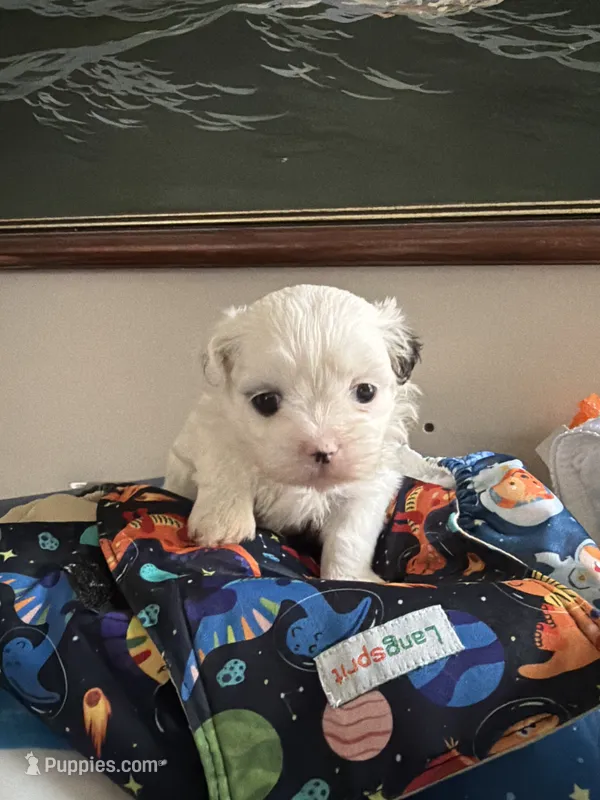 Linda – Shih Tzu puppy for sale in Lawrenceville, GA