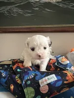 Linda, a female Shih Tzu for sale in Lawrenceville, GA – 1 of 6