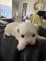Linda, a female Shih Tzu for sale in Lawrenceville, GA – 4 of 6