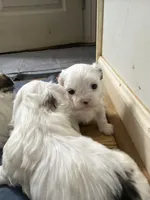 Linda, a female Shih Tzu for sale in Lawrenceville, GA – 6 of 6