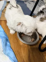 Benjy , a male Shih Tzu for sale in Lawrenceville, GA – 4 of 9