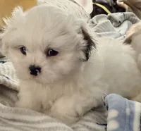 Linda, a female Shih Tzu for sale in Lawrenceville, GA – 5 of 10