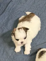 Tito, a male Shih Tzu for sale in Lawrenceville, GA – 5 of 5