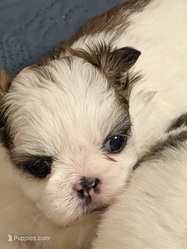 Tito – Shih Tzu puppy for sale in Lawrenceville, GA