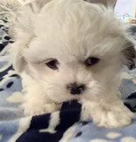 Linda, a female Shih Tzu for sale in Lawrenceville, GA – 9 of 10