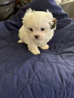 Linda, a female Shih Tzu for sale in Lawrenceville, GA – 8 of 10