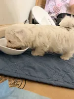 Benjy , a male Shih Tzu for sale in Lawrenceville, GA – 8 of 9