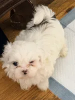 Benjy , a male Shih Tzu for sale in Lawrenceville, GA – 5 of 9