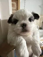 Jedy, a male Shih Tzu for sale in Lawrenceville, GA – 5 of 6