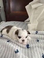 Jedy, a male Shih Tzu for sale in Lawrenceville, GA – 3 of 6