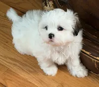 Linda, a female Shih Tzu for sale in Lawrenceville, GA – 2 of 10