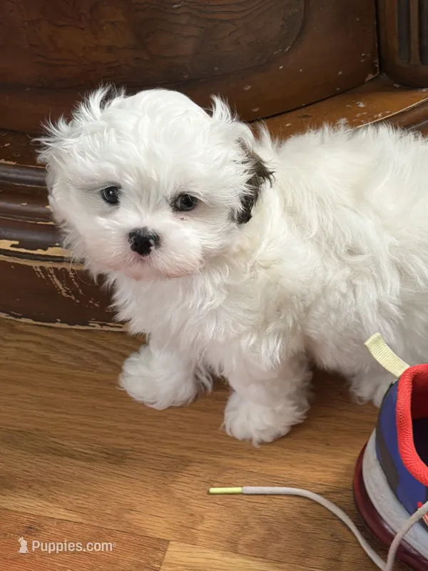 Linda – Shih Tzu puppy for sale in Lawrenceville, GA