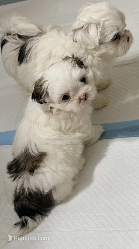 Tito – Shih Tzu puppy for sale in Lawrenceville, GA