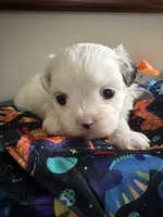 Linda, a female Shih Tzu for sale in Lawrenceville, GA – 2 of 6