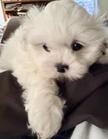 Linda, a female Shih Tzu for sale in Lawrenceville, GA – 7 of 10