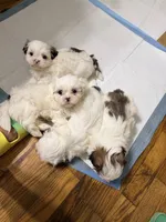 Benjy , a male Shih Tzu for sale in Lawrenceville, GA – 7 of 9
