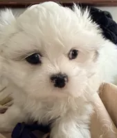 Linda, a female Shih Tzu for sale in Lawrenceville, GA – 6 of 10