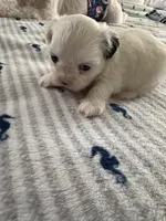 Linda, a female Shih Tzu for sale in Lawrenceville, GA – 5 of 6