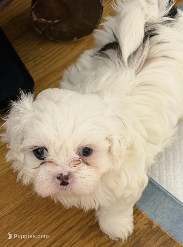 Benjy  – Shih Tzu puppy for sale in Lawrenceville, GA