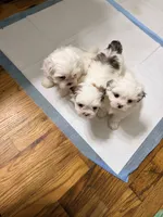 Benjy , a male Shih Tzu for sale in Lawrenceville, GA – 9 of 9