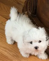 Linda, a female Shih Tzu for sale in Lawrenceville, GA – 4 of 10