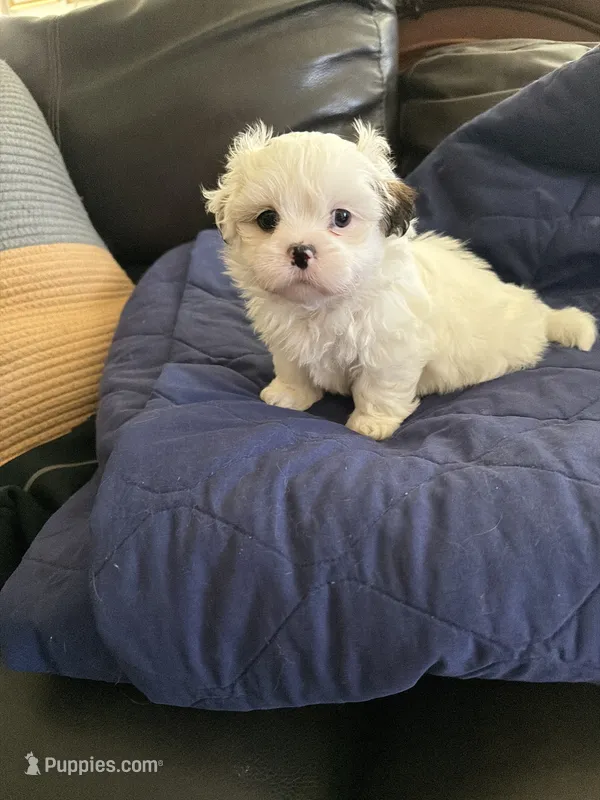 Linda – Shih Tzu puppy for sale in Lawrenceville, GA