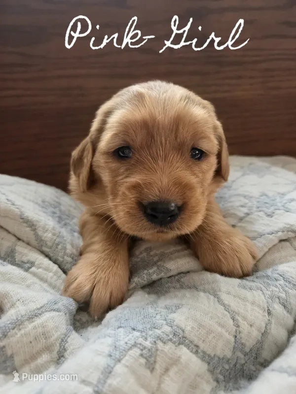 Golden Irish  – Golden Irish puppy for sale in Eureka, IL