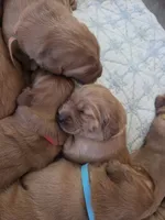 Golden Irish , a female Golden Irish for sale in Eureka, IL – 5 of 9