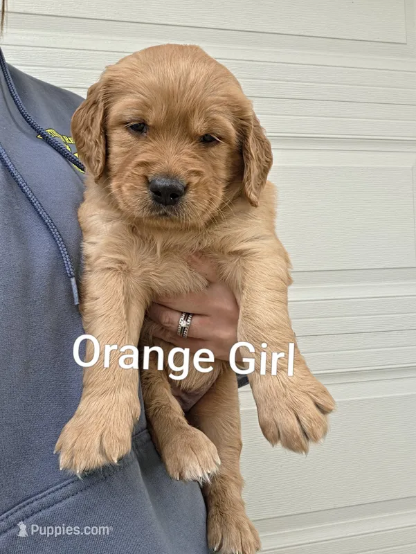 Orange Collar – Golden Retriever, Irish Setter puppy for sale in Eureka, IL