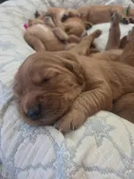 Golden Irish , a female Golden Irish for sale in Eureka, IL – 8 of 9