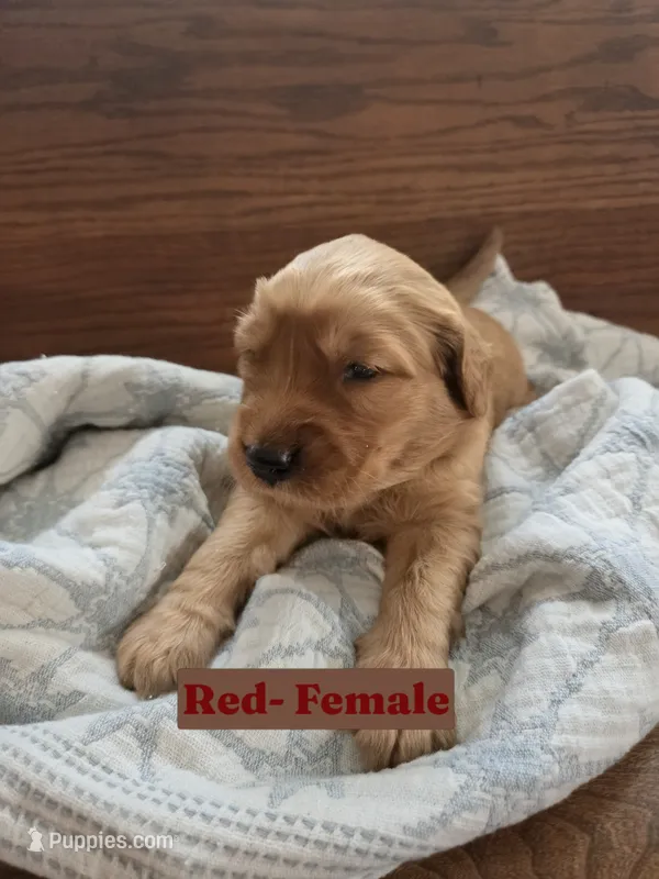 Red Collar – Golden Retriever, Irish Setter puppy for sale in Eureka, IL