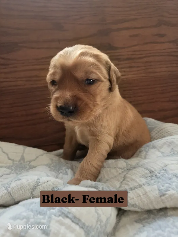 Black Collar – Golden Retriever, Irish Setter puppy for sale in Eureka, IL