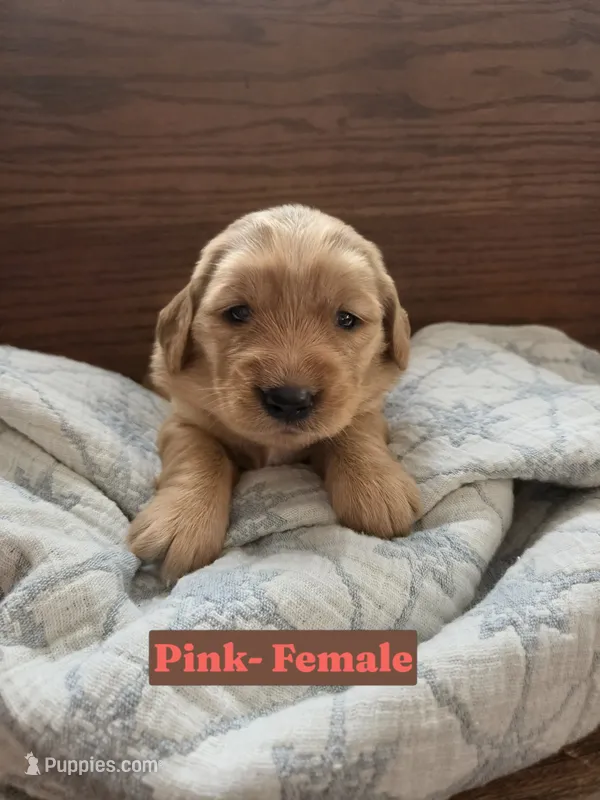 Pink Collar – Golden Retriever, Irish Setter puppy for sale in Eureka, IL