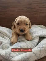 Pink Collar, a female Golden Retriever and Irish Setter for sale in Eureka, IL – 1 of 1