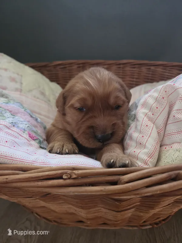 Golden Irish  – Golden Irish puppy for sale in Eureka, IL