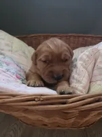 Golden Irish , a female Golden Irish for sale in Eureka, IL – 1 of 9