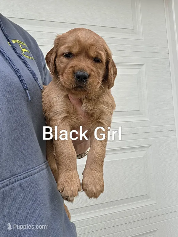 Black Collar – Golden Retriever, Irish Setter puppy for sale in Eureka, IL