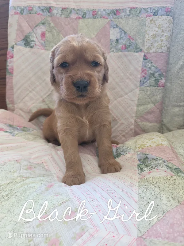 Black Collar – Golden Retriever, Irish Setter puppy for sale in Eureka, IL