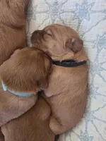 Golden Irish , a female Golden Irish for sale in Eureka, IL – 7 of 9