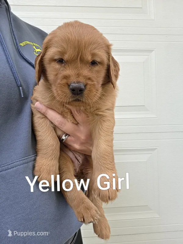 Yellow Collar – Golden Retriever, Irish Setter puppy for sale in Eureka, IL