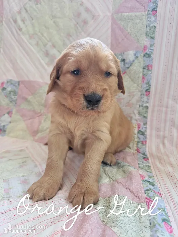 Orange Collar – Golden Retriever, Irish Setter puppy for sale in Eureka, IL