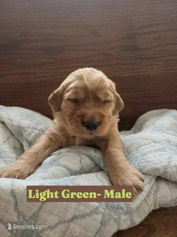 Light Green Collar  – Golden Retriever, Irish Setter puppy for sale in Eureka, IL