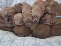 Golden Irish , a female Golden Irish for sale in Eureka, IL – 3 of 9