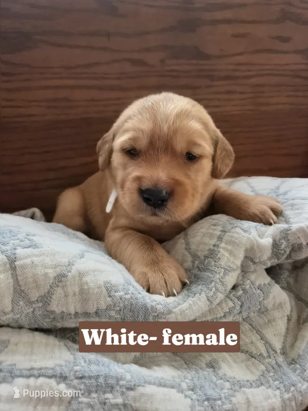 White Collar – Golden Retriever, Irish Setter puppy for sale in Eureka, IL