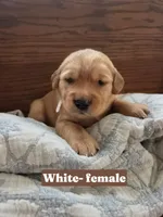 White Collar, a female Golden Retriever and Irish Setter for sale in Eureka, IL – 1 of 1