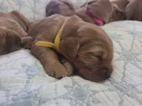 Golden Irish , a female Golden Irish for sale in Eureka, IL – 2 of 9