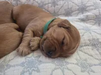 Golden Irish , a female Golden Irish for sale in Eureka, IL – 4 of 9